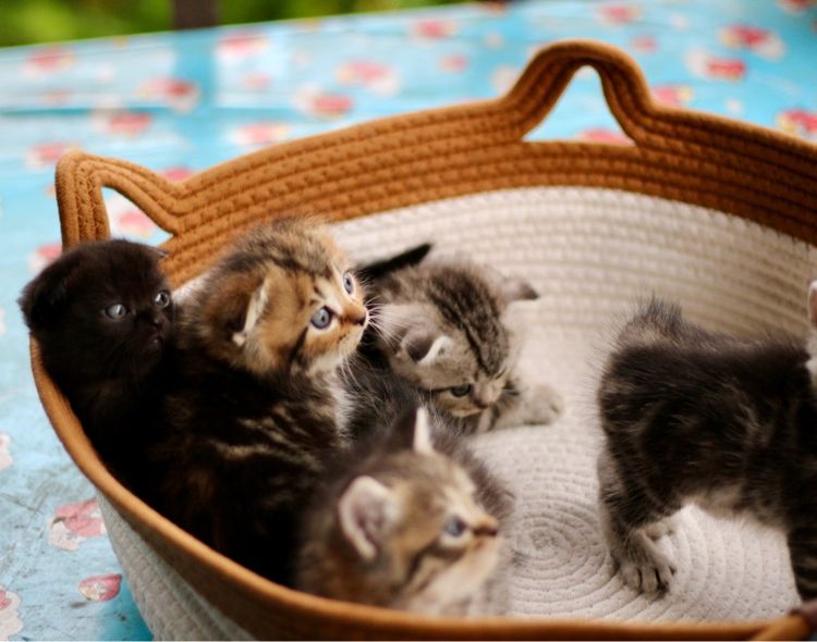 ลูกแมวสก็อตติชโฟลด์แท้ (Scottish Fold) รูปที่ 10