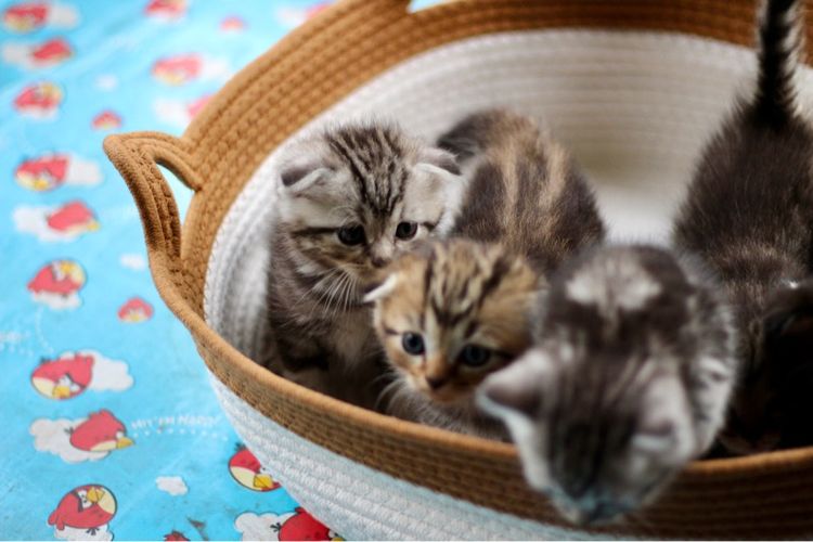 ลูกแมวสก็อตติชโฟลด์แท้ (Scottish Fold) รูปที่ 17