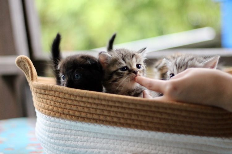 ลูกแมวสก็อตติชโฟลด์แท้ (Scottish Fold) รูปที่ 15