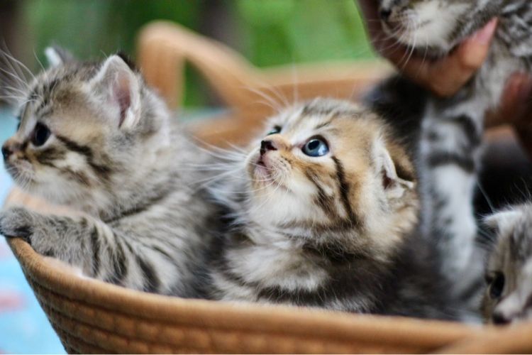 ลูกแมวสก็อตติชโฟลด์แท้ (Scottish Fold)