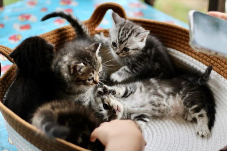 ลูกแมวสก็อตติชโฟลด์แท้ (Scottish Fold) รูปที่ 16