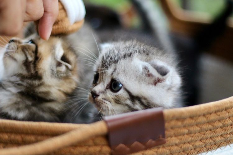ลูกแมวสก็อตติชโฟลด์แท้ (Scottish Fold) รูปที่ 2