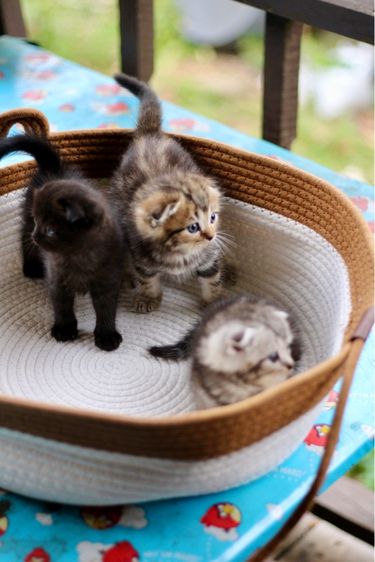 ลูกแมวสก็อตติชโฟลด์แท้ (Scottish Fold) รูปที่ 8