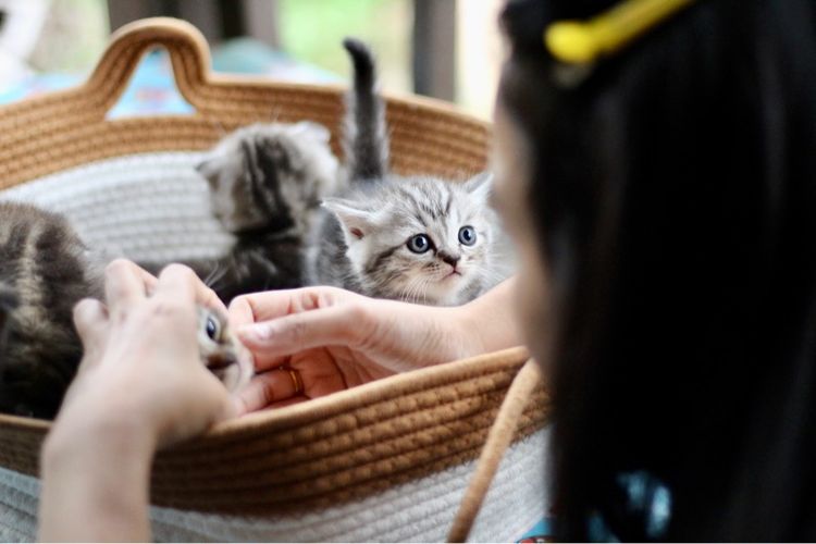 ลูกแมวสก็อตติชโฟลด์แท้ (Scottish Fold) รูปที่ 12