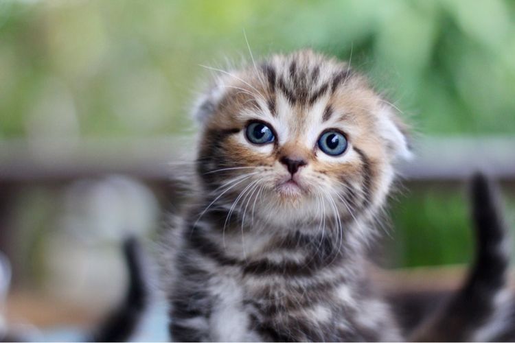 ลูกแมวสก็อตติชโฟลด์แท้ (Scottish Fold) รูปที่ 3
