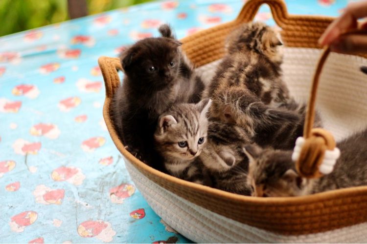 ลูกแมวสก็อตติชโฟลด์แท้ (Scottish Fold) รูปที่ 14