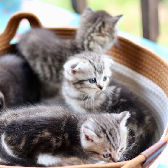 ลูกแมวสก็อตติชโฟลด์แท้ (Scottish Fold) รูปที่ 18