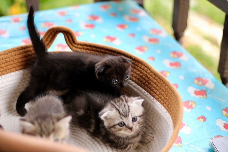 ลูกแมวสก็อตติชโฟลด์แท้ (Scottish Fold) รูปที่ 9