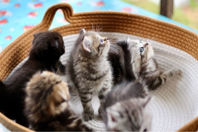 ลูกแมวสก็อตติชโฟลด์แท้ (Scottish Fold) รูปที่ 11