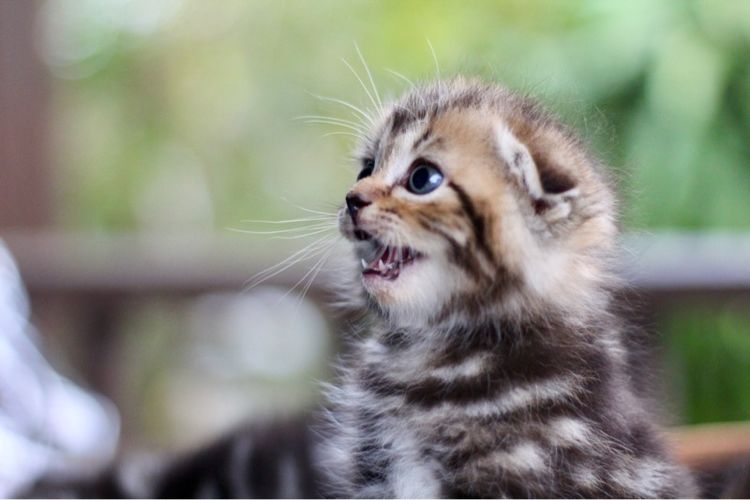 ลูกแมวสก็อตติชโฟลด์แท้ (Scottish Fold) รูปที่ 4