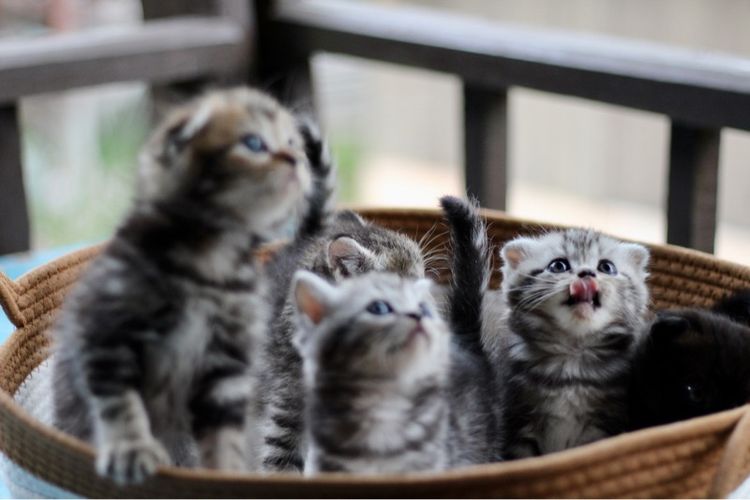 ลูกแมวสก็อตติชโฟลด์แท้ (Scottish Fold) รูปที่ 6