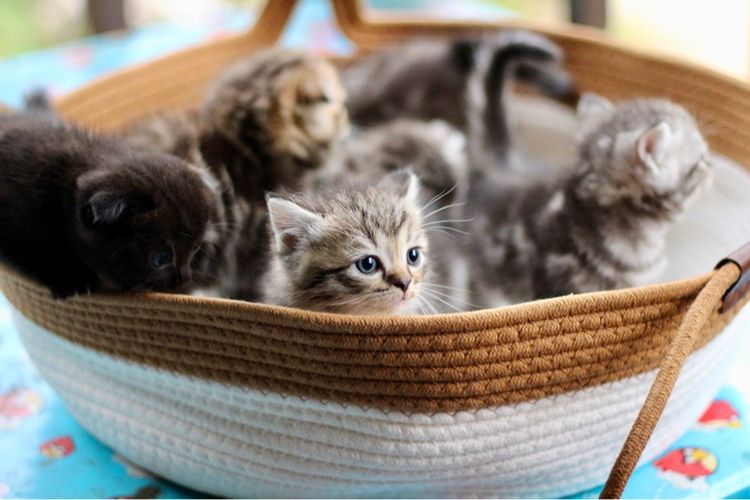 ลูกแมวสก็อตติชโฟลด์แท้ (Scottish Fold) รูปที่ 13