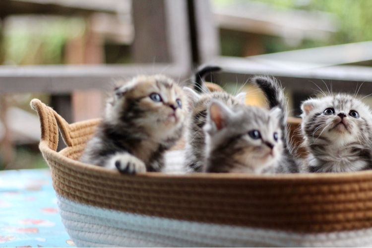 ลูกแมวสก็อตติชโฟลด์แท้ (Scottish Fold) รูปที่ 7