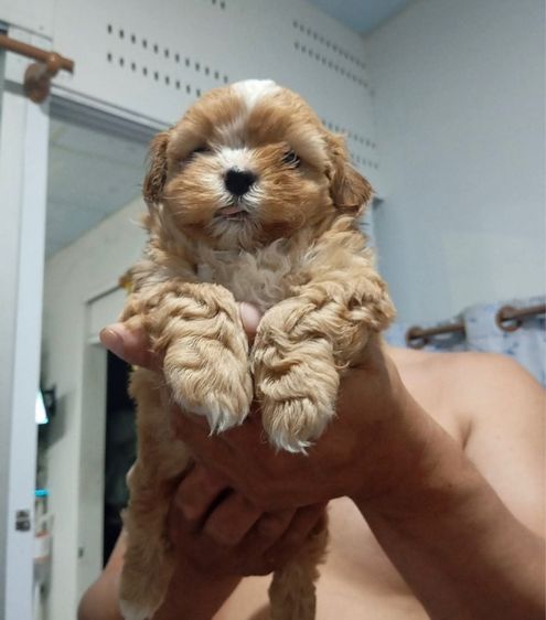 ชิสุพุดเดิ้ล