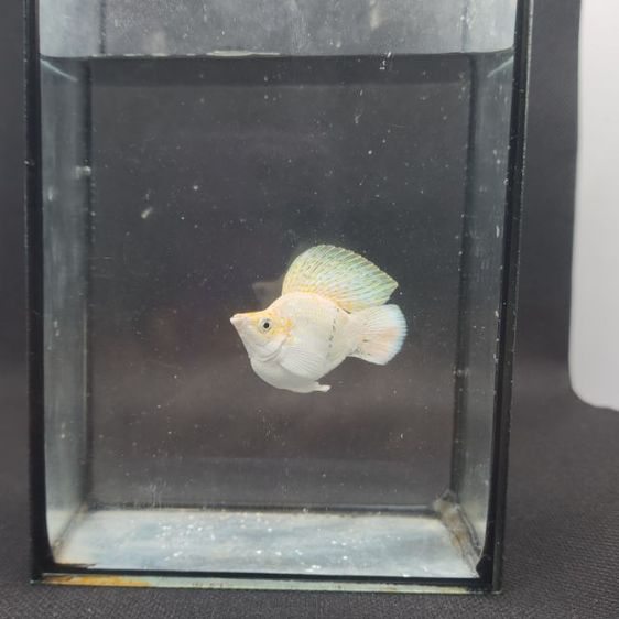 ปลาบอลลูน