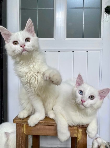 Maine coon เมนคูนแท้ รูปที่ 5