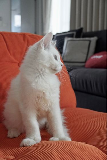 Maine coon เมนคูนแท้ รูปที่ 8