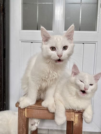 Maine coon เมนคูนแท้ รูปที่ 4