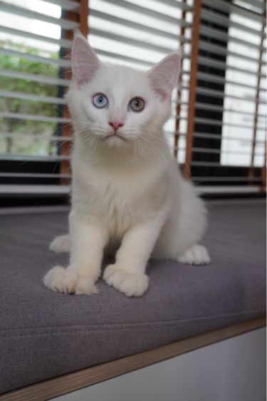 Maine coon เมนคูนแท้ รูปที่ 2