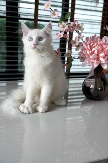 เมนคูน (Maine Coon) Maine coon เมนคูนแท้
