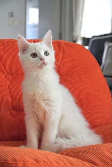 Maine coon เมนคูนแท้ รูปที่ 7