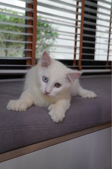 Maine coon เมนคูนแท้ รูปที่ 3