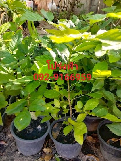 ต้นโปร่งฟ้า