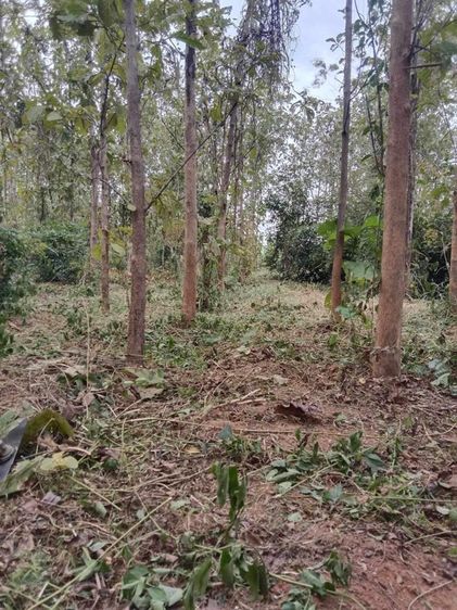 ที่ดินแปลงสวยทำเล เก็งกำไรได้งดงาม