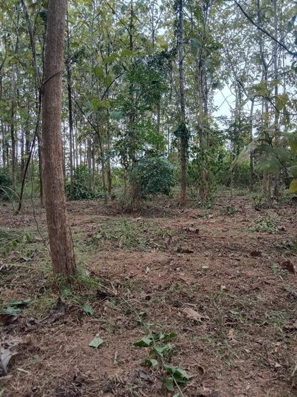 ที่ดินแปลงสวยทำเล เก็งกำไรได้งดงาม รูปที่ 2