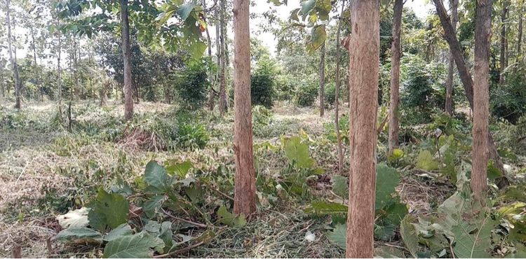 ที่ดินแปลงสวยทำเล เก็งกำไรได้งดงาม รูปที่ 4