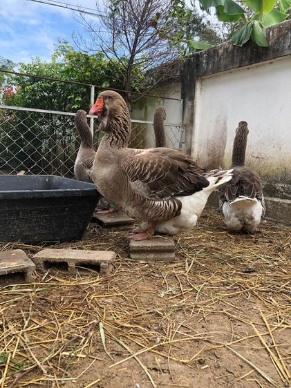 ห่านไจแอนท์ รูปที่ 2