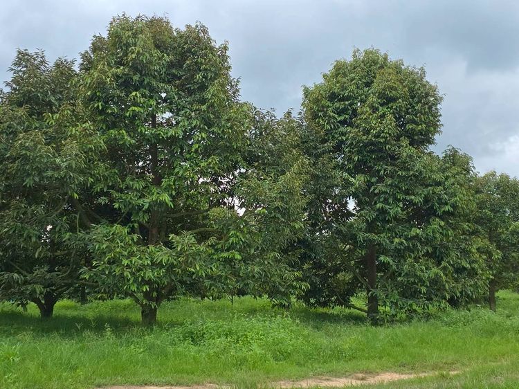 สวนเกษตร ฟาร์ม 914.75 ไร่ รูปที่ 2