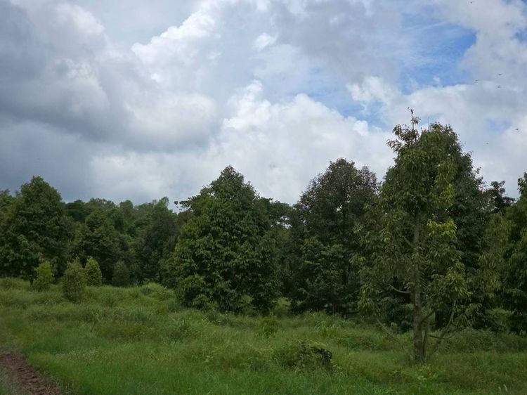 สวนเกษตร ฟาร์ม 914.75 ไร่ รูปที่ 4