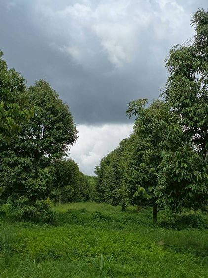 สวนเกษตร ฟาร์ม 914.75 ไร่