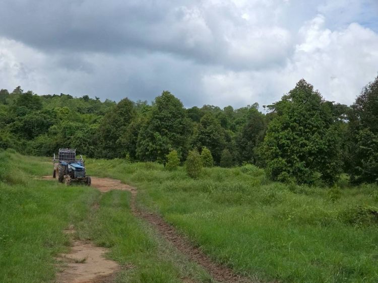 สวนเกษตร ฟาร์ม 914.75 ไร่ รูปที่ 3