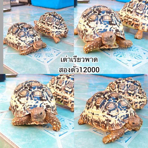 เต่าเรียวพาด รูปที่ 2