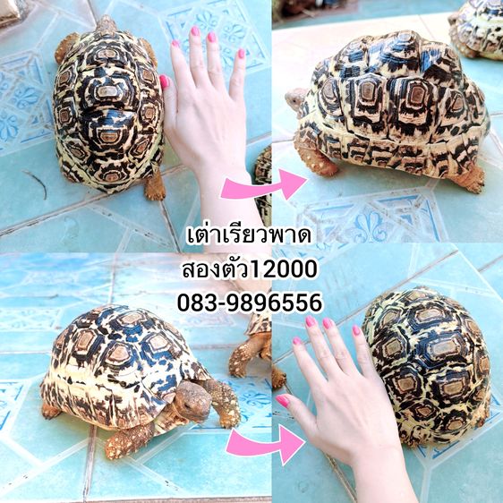 เต่าเรียวพาด