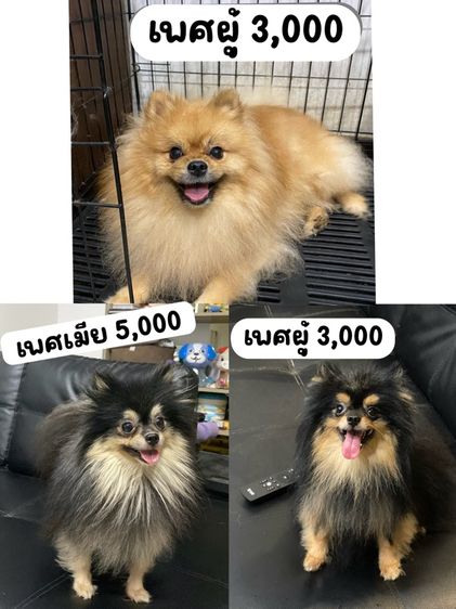 ปอมเมอเรเนียน (Pomeranian) เล็ก หมาปอมแท้ เมีย1 ผู้ 2