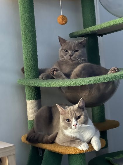 บริติช ชอร์ตแฮร์ (British Shorthair) แมวบริติช