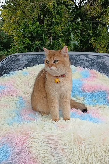 ติดจอง.แมวบริติชช็อตแฮร์ ผญ รูปที่ 3