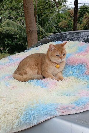 ติดจอง.แมวบริติชช็อตแฮร์ ผญ รูปที่ 10