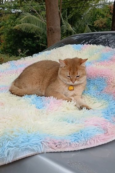 ติดจอง.แมวบริติชช็อตแฮร์ ผญ รูปที่ 12