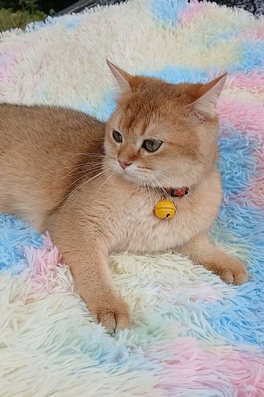 ติดจอง.แมวบริติชช็อตแฮร์ ผญ รูปที่ 11