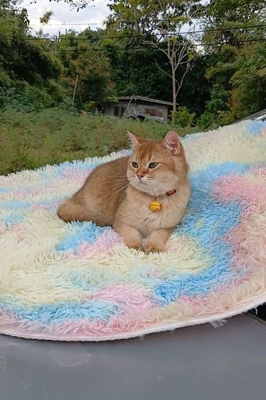 ติดจอง.แมวบริติชช็อตแฮร์ ผญ รูปที่ 9