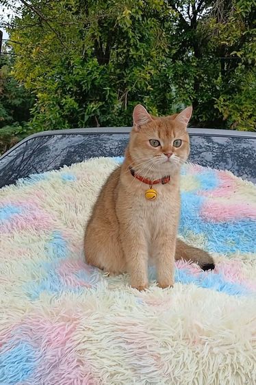 ติดจอง.แมวบริติชช็อตแฮร์ ผญ รูปที่ 7