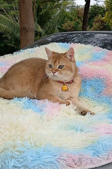 ติดจอง.แมวบริติชช็อตแฮร์ ผญ