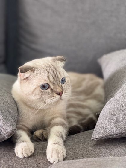 สกฺ็อตติชโฟลด์