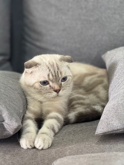 สกฺ็อตติชโฟลด์ รูปที่ 2