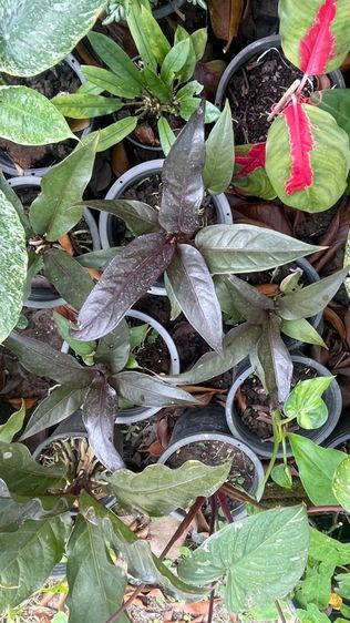 โชคเก้าชั้นสีดำ รูปที่ 3