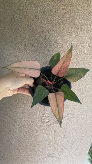 ต้นไม้จริง ต้นเสน่ห์จันทร์ดำด่าง